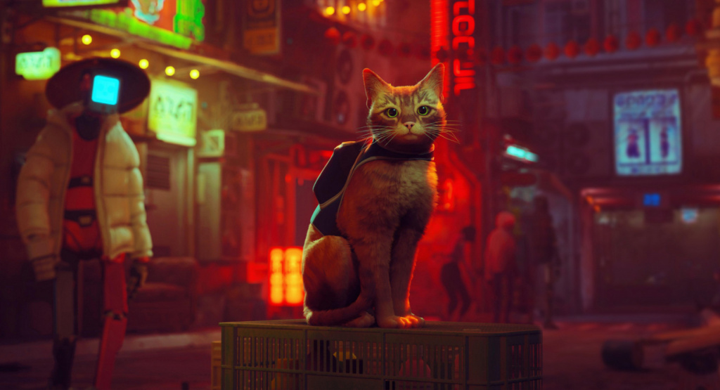 stray.jpg