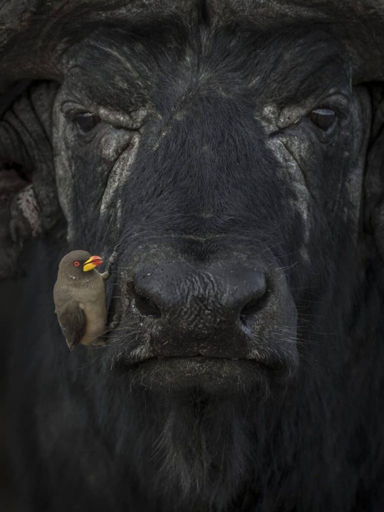 SILVER-LakshithaKarunarathhna_Oxpeckerandwaterbuffalo-900x1200.jpeg