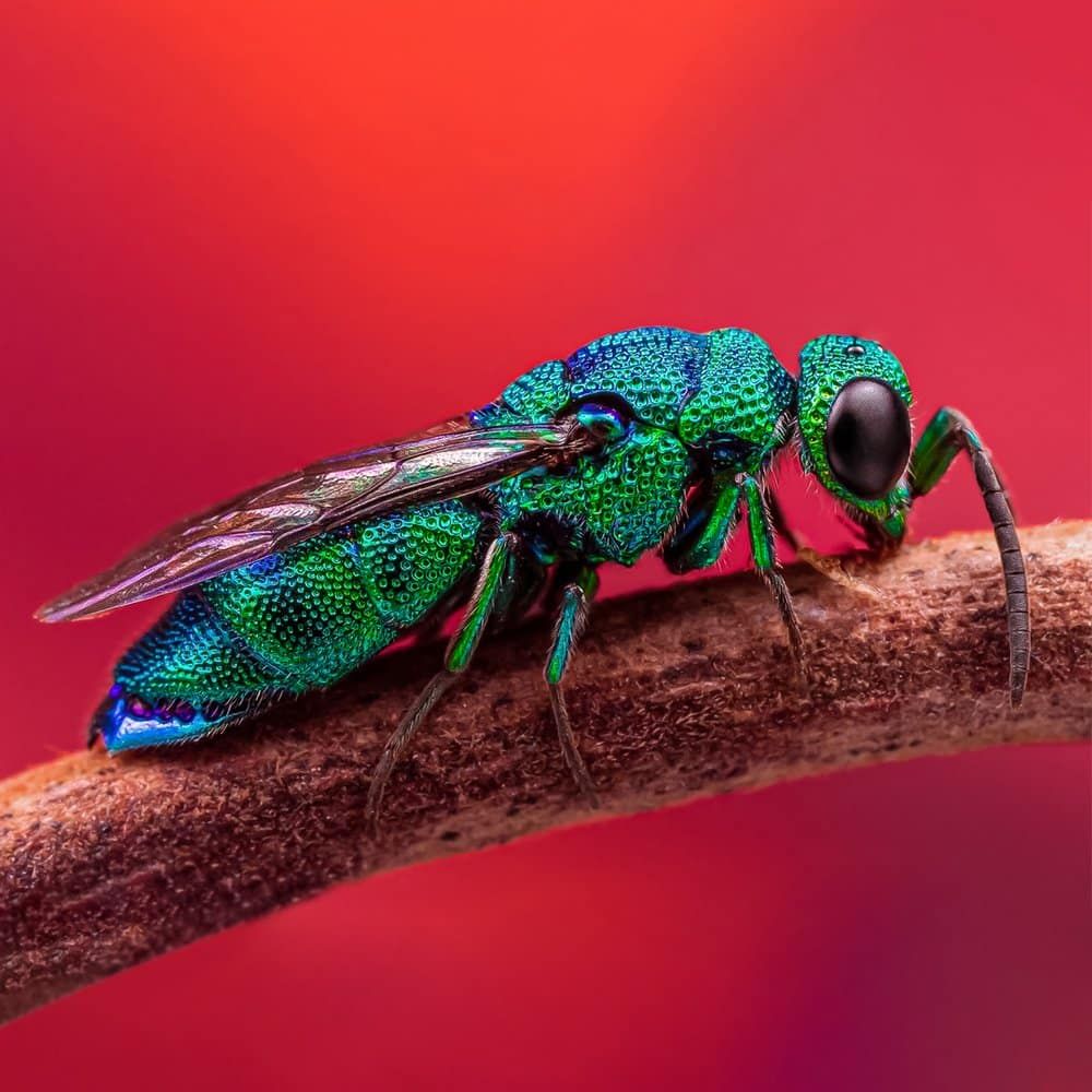 BRONZE-KevinBlackwell_Cuckoowasp.jpeg